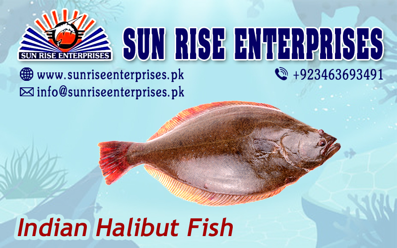 Indian Halibut Fish